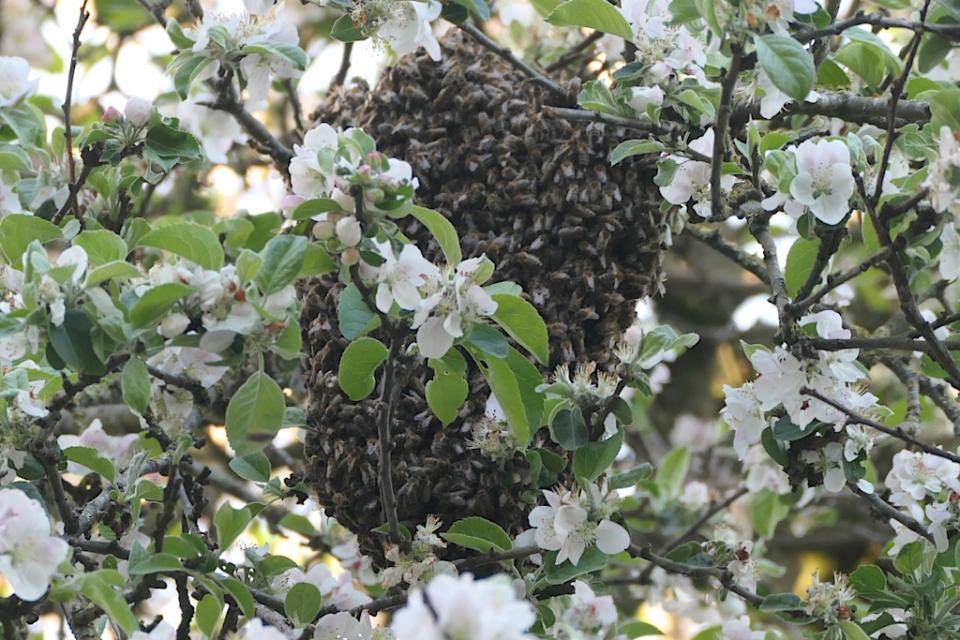 een bijeenzwerm in een appelboom