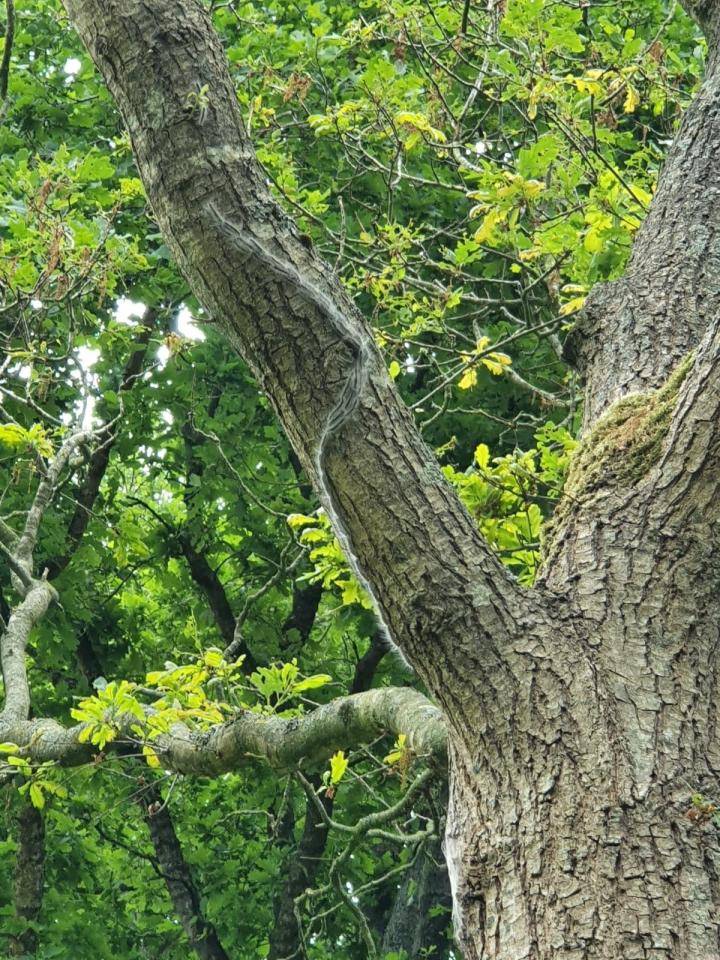 Een rij eikenprocessierupsen in een tak van een eikenboom