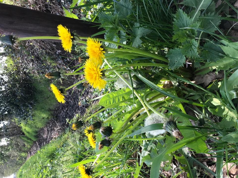 Paardenbloem in grond