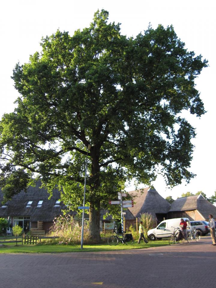 Grote loofboom in dorpskern