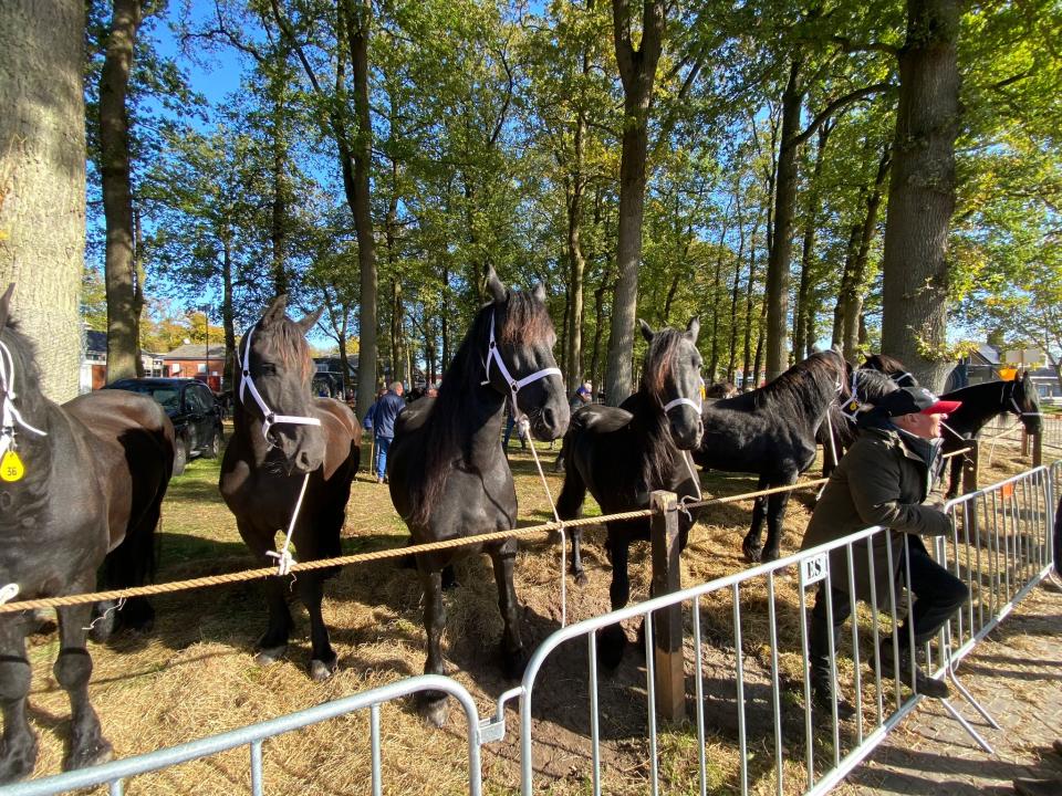 Paarden op de Zuidlaardermarkt