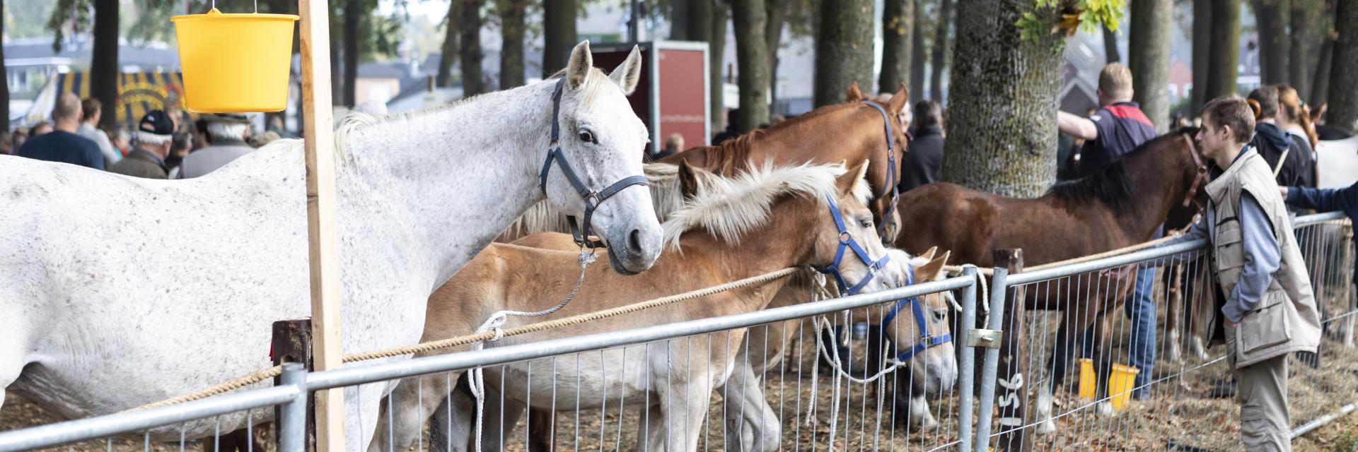 Paarden op de Zuidlaardermarkt